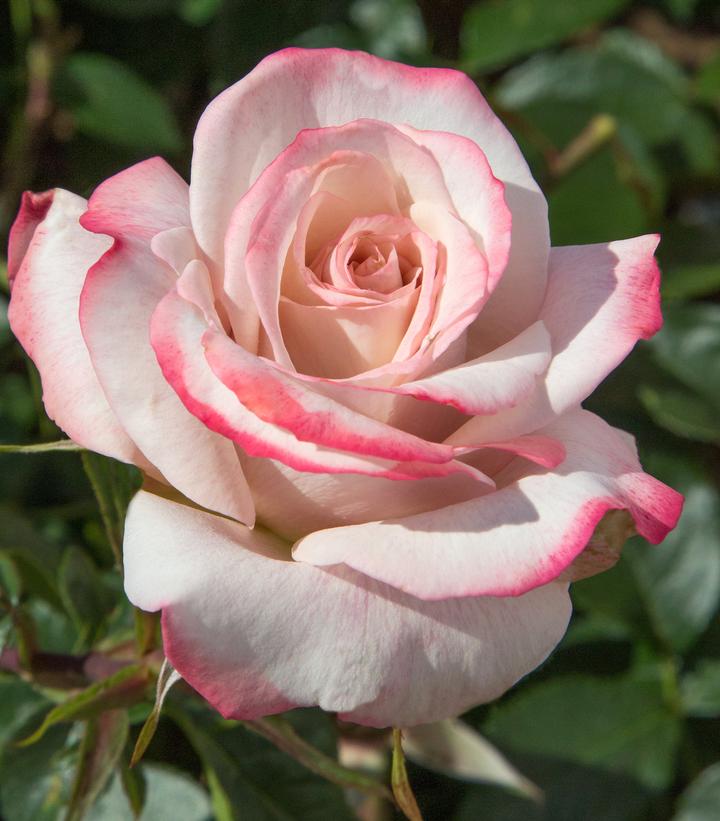 Image Credit: Ball Horticulture