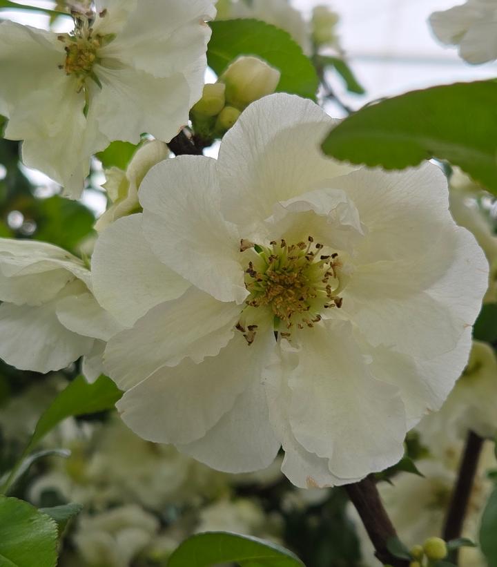 Image Credit: Prides Corner Farms