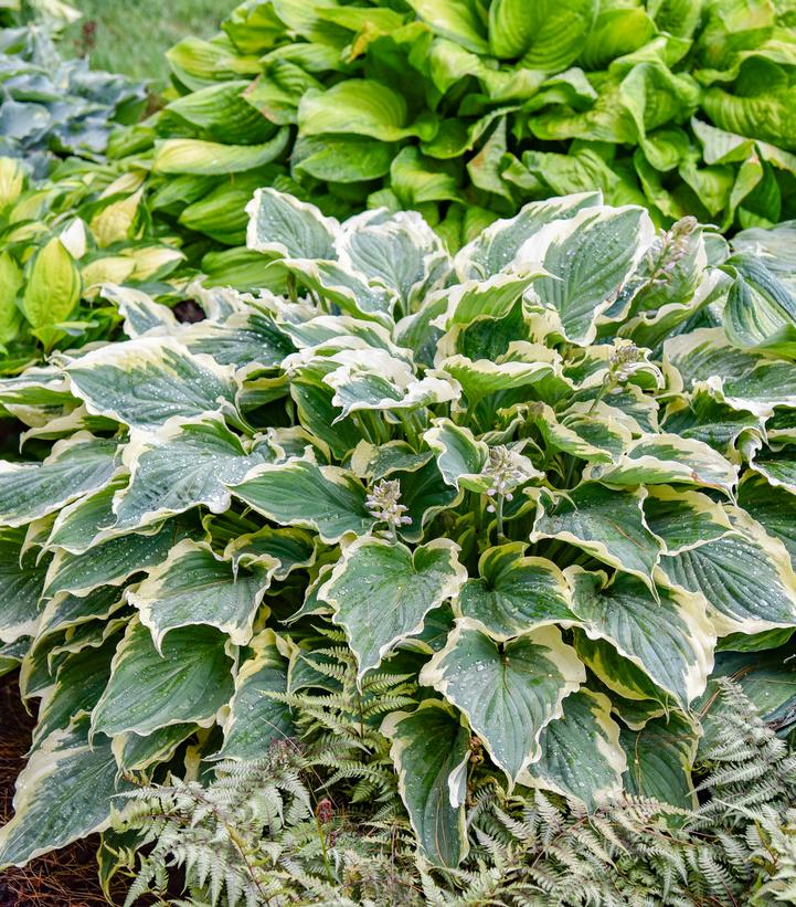 Image Credit: Walters Gardens