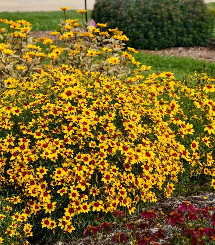 Image credit - Walters gardens