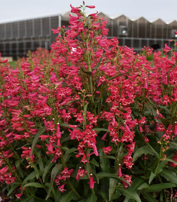 Image credit - Walters Gardens