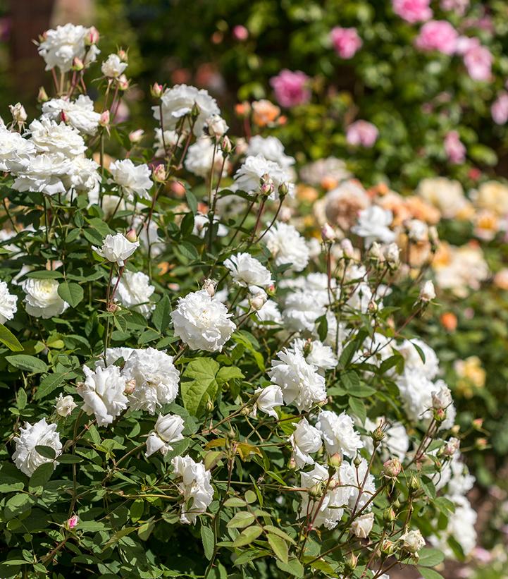 Image Credit: David Austin Roses