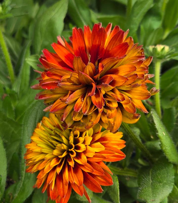 Image Credit: Prides Corner Farms