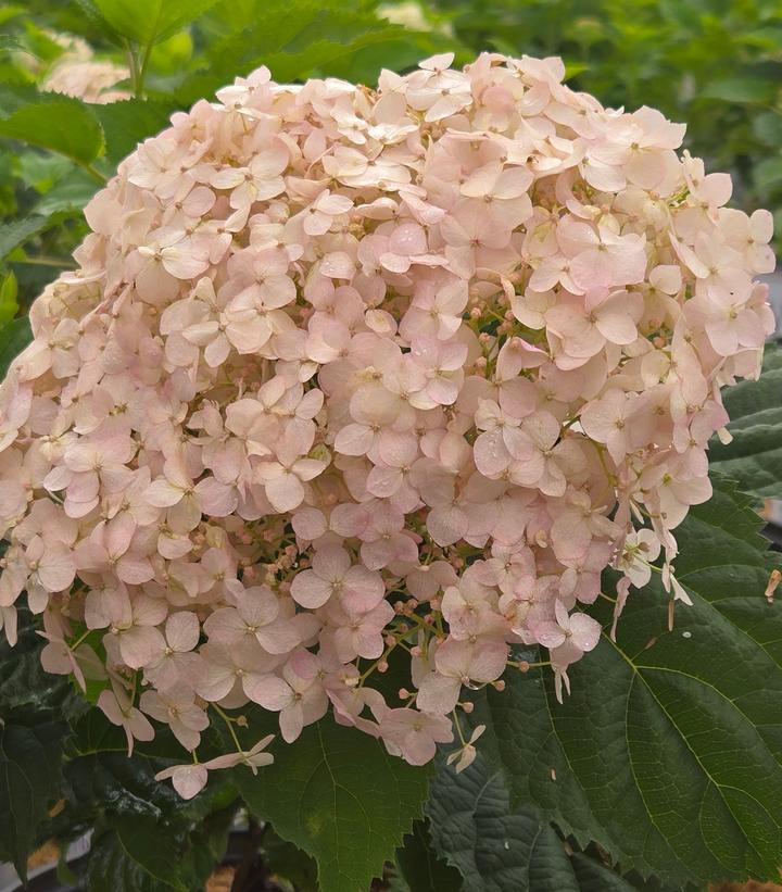 Image Credit: Prides Corner Farms