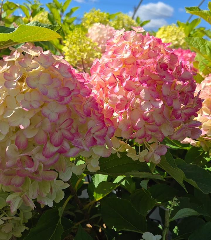 Image Credit: Prides Corner Farms