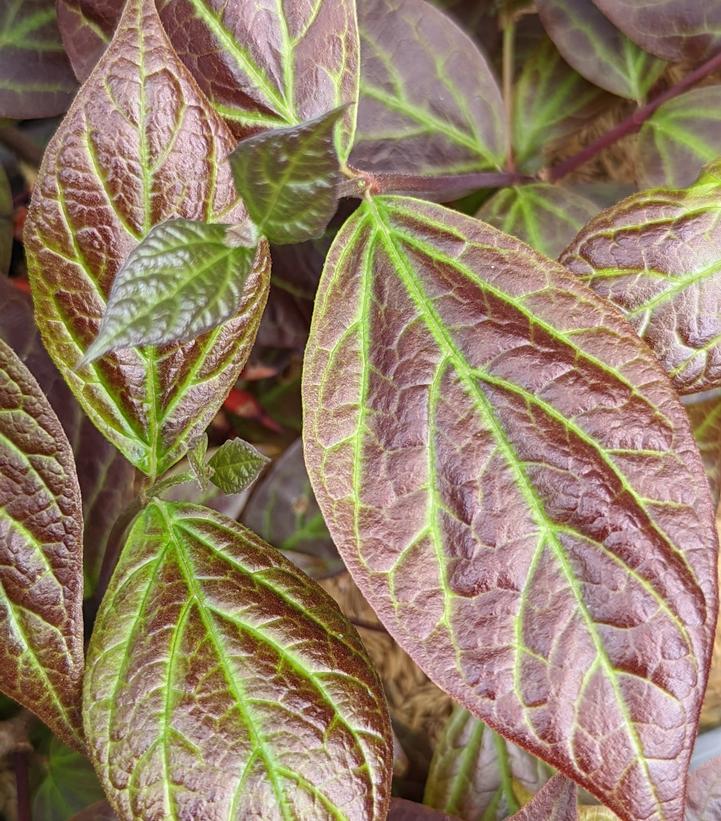 Calycanthus floridus var purpureus ''Burgundy Spice'' - Burgundy Spice Sweetshrub from Prides Corner Farms