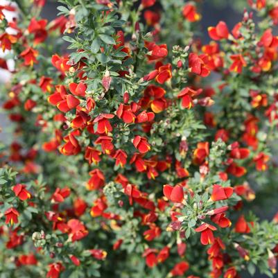 Cytisus scoparius Sister Redhead®