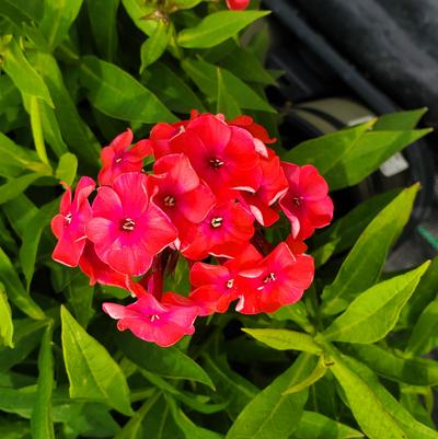 Phlox Volcano® Volcano® Ruby