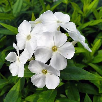 Phlox Volcano® Volcano® White