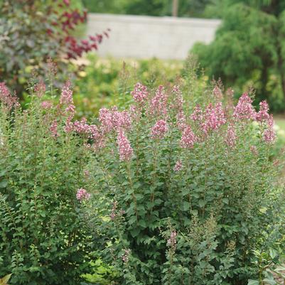 Syringa x Bloomerang Ballet®