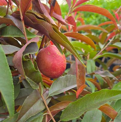 Prunus 'Spice Zee'