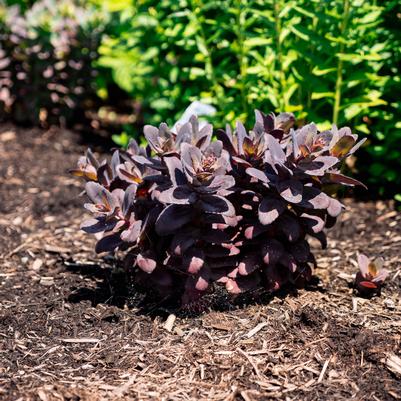 Sedum x Puff Pastry™ 'Raspberry'