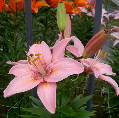 Lilium asiatic Fantasiatic Pink