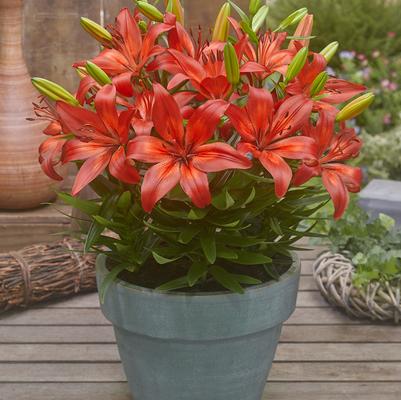 Lilium asiatic Fantasiatic Red