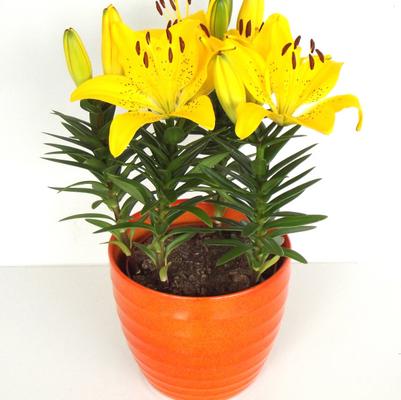 Lilium asiatic Fantasiatic Yellow