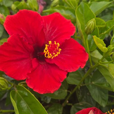 Hibiscus rosa-sinensis Hollywood Hibiscus® Hot Shot™