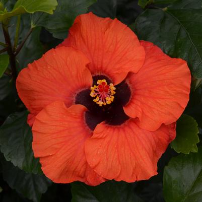 Hibiscus rosa-sinensis Hollywood Hibiscus® Sunset Boulevard™