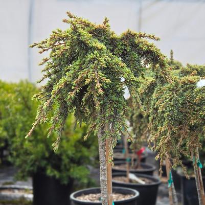 Cedrus atlantica glauca 'Lil' Linda'