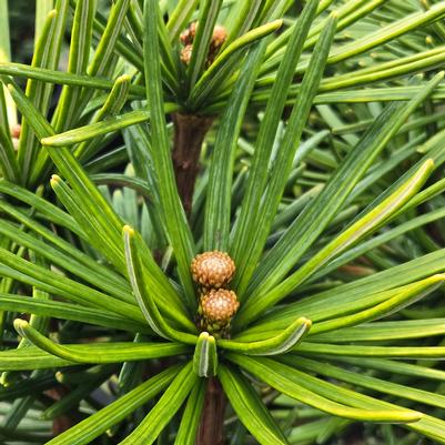 Sciadopitys verticillata 'Arctic Emerald'