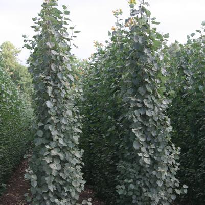 Populus tremula 'Erecta'