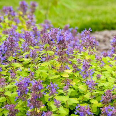 Nepeta Lemon Purrfection