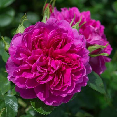 Rosa Princess Anne™