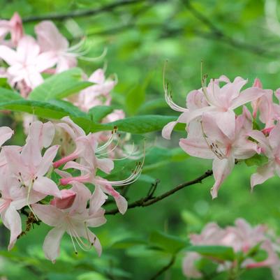 Azalea prinophyllum 