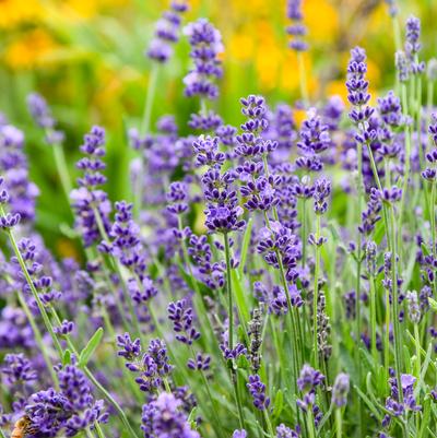 Lavandula angustifolia 'Summer Serenade'