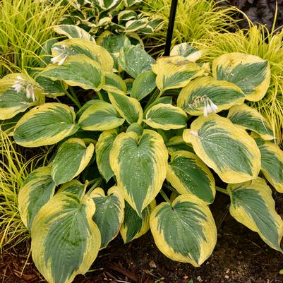Hosta x Shadowland® 'Chance Encounter'