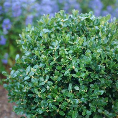 Buxus microphylla Neatball®