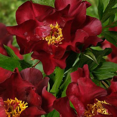 Paeonia x ITOH 'Scarlet Heaven'