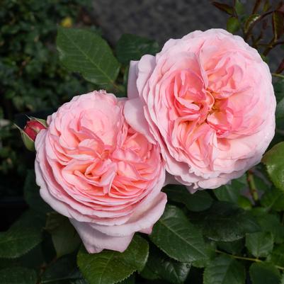 Rosa Martha Stewart™