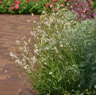 GAURA LINDHEIMERI BELLEZA&reg; WHITE 
