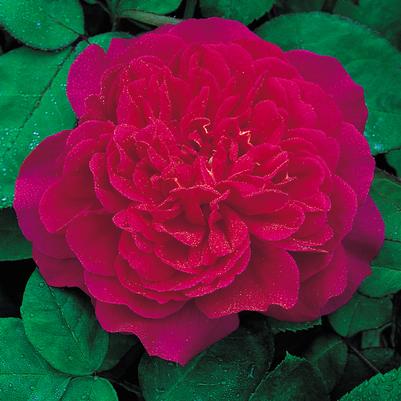 Rosa 'Sophy's Rose'