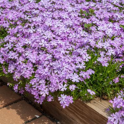 Phlox stolonifera 