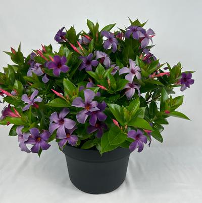 Mandevilla x SUN PARASOL® Original XP Bluephoria™