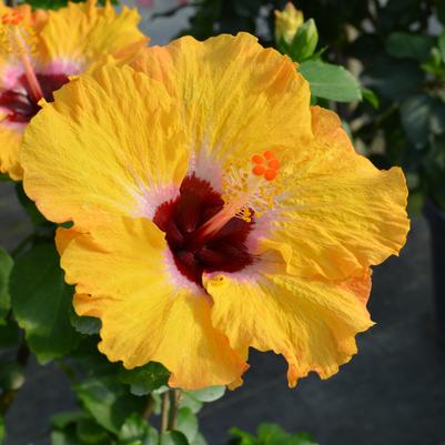 Hibiscus rosa-sinensis Hollywood Hibiscus® Golden Globe™