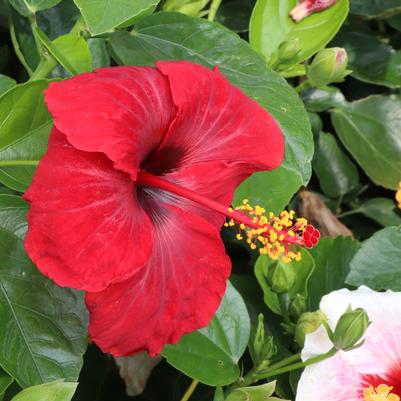 Hibiscus rosa-sinensis Hollywood Hibiscus™ Bloom Bash®