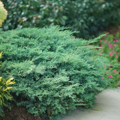 Juniperus chinensis Montana Moss®