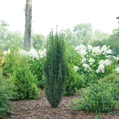 Taxus x media Stonehenge Skinny®