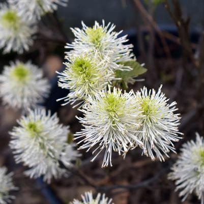 Fothergilla gardenii 'Whispering Blue'