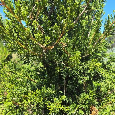 Juniperus virginiana 'Canaertii'