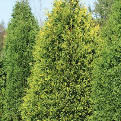 Thuja occidentalis Polar Gold®