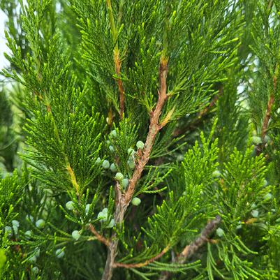 Juniperus virginiana 'Manhattan Blue'