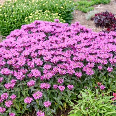 Monarda Upscale® 'Lavender Taffeta'