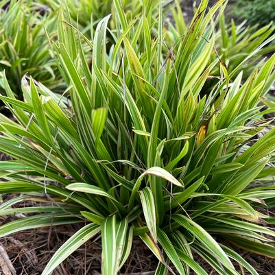 Carex laxiculmis 'Noble Native