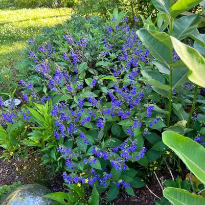 Scutellaria x 'Bumblebee Blues'
