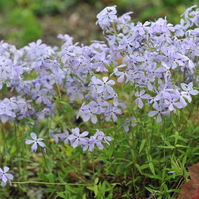 Phlox divaricata 