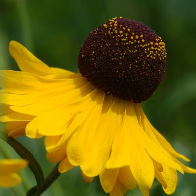 Helenium flexuosum 