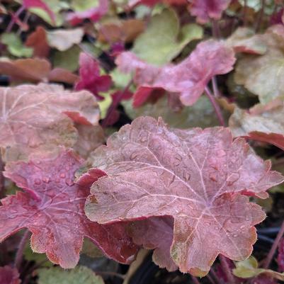 Heuchera x villosa 'Big Top Caramel Apple'